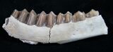 Oligocene Camel (Poebrotherium) Jaw Section #9445-1